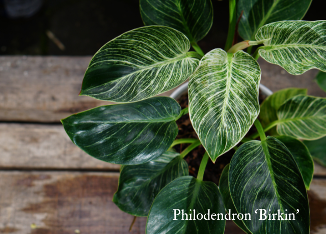 フィロデンドロン・バーキンの葉