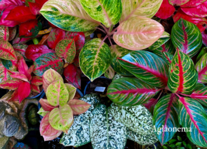 アグラオネマの葉の特徴