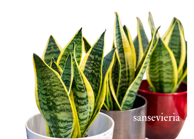 サンスベリア 観葉植物 室内管理
