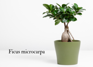 ガジュマルの写真