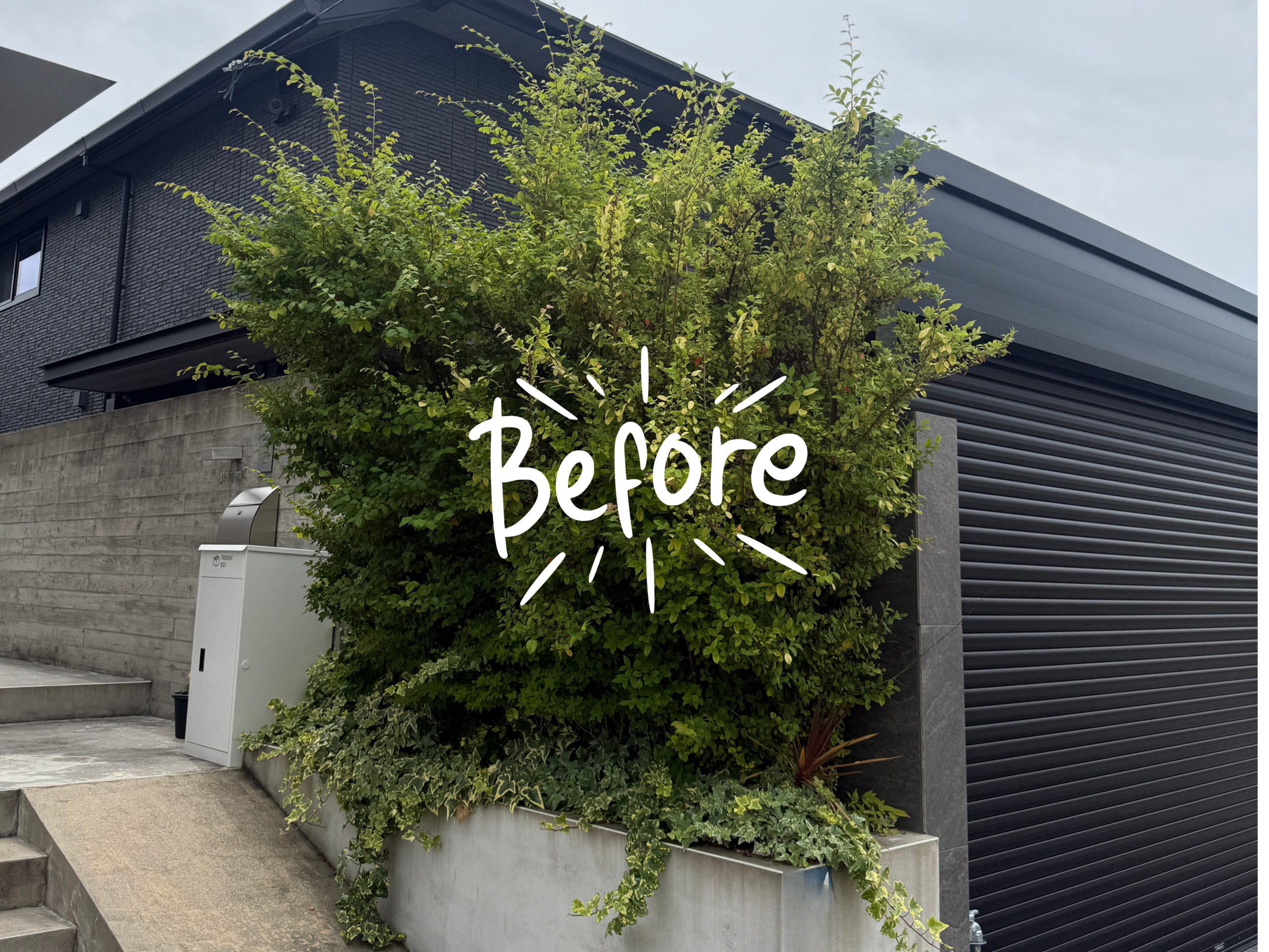植え込み前のBEFORE写真